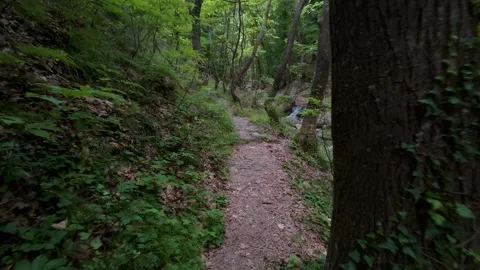First person view hiking on a stone path through a green forest Vídeo Stock 338182192