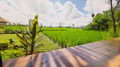First Person View Holding Fruit Ice Cream Above Tropical Rice Fields, Refreshing Stock Footage 337016263