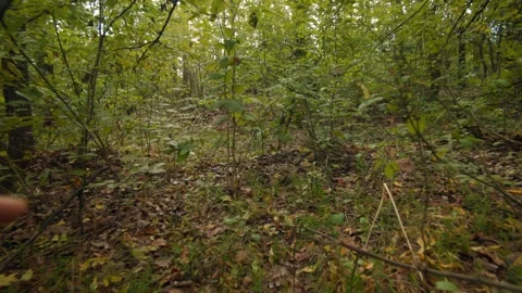 First-Person View of a Human Hand Reaching Out Towards the Lush Forest Foliage Stock Footage 300949223