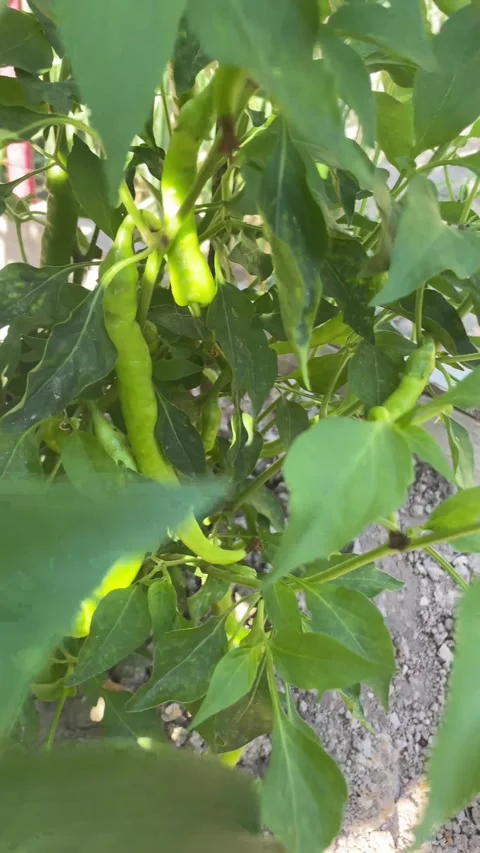 First-Person View: Man Clears Leaves and Discovers Green Spicy Pepper Plants Stock Footage 252866745