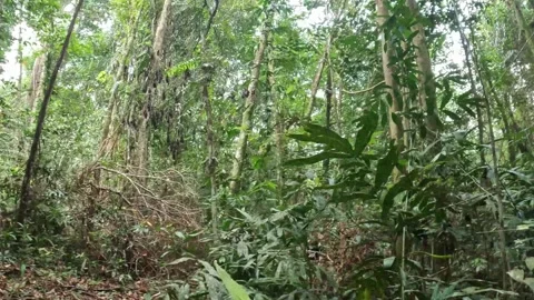 First Person View Of Man Walking Along Green Jungle Trail Borneo Video Stock Footage 261489280