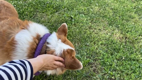 First-person view: mistress strokes her dog corgis behind ear Stock Footage 277799174