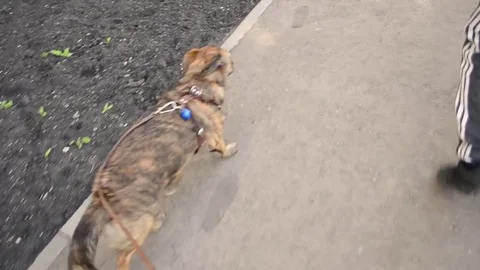 First-person view the mongrel dog walks next to the owner on a leash while Stock Footage 85035339