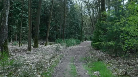 First-person view moving along a path in a lush green forest 库存影片 336594646