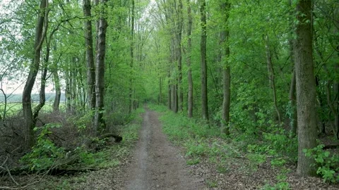 First-person view moving along a path in a lush green forest 库存影片 336845113