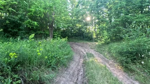 First person view moving through lush green forest path in slow motion. Stock Footage 337203768