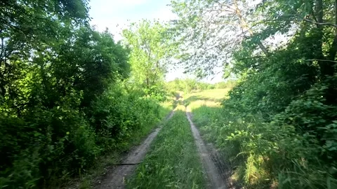 First person view moving through lush green forest path in slow motion. Stock Footage 337204003