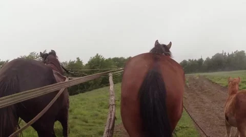 First-person view - old horse carriage rides through the mountains Stock Footage 43823879