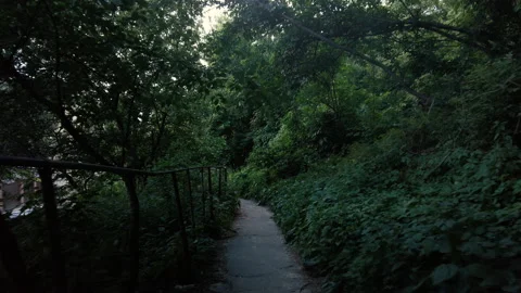 First person view of a path in a dense dark forest. Walking at the nature Видео 200805190