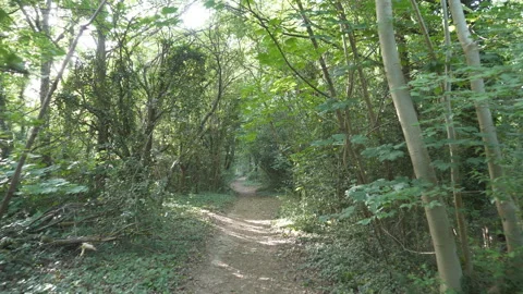 A first person view of a path in a grove. Stock Footage 131235208