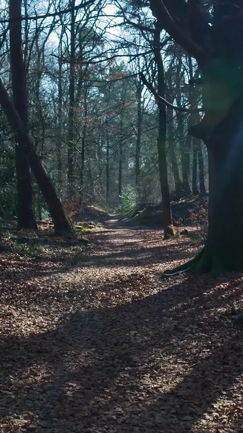 First person view of a person walking on a forest path during winter Stock Footage 334422055
