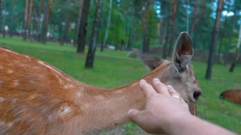 First person view of petting fallow deer in the forest Stock Footage 322672362