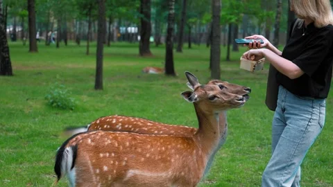 First person view of petting fallow deer in the forest Видео 322672496