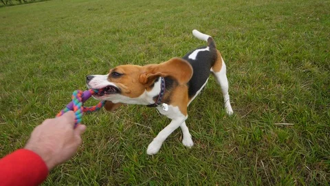 First person view playing with laughable dog, owner struggle for toy with beagle Stock Footage 105429901