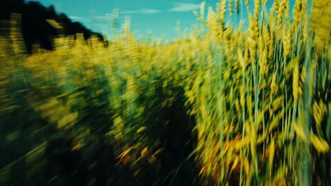 First person view running through wheat field Video stock 339644948