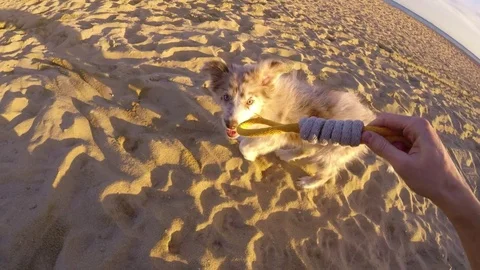 First person view Slow motion Playing With Dog Stock Footage 84899408