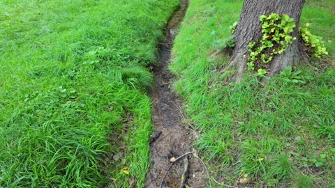 First person view of small stream from wooden bridge Stock Footage 317952257
