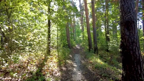 First person view in summer green forest Vídeos de archivo 302231995