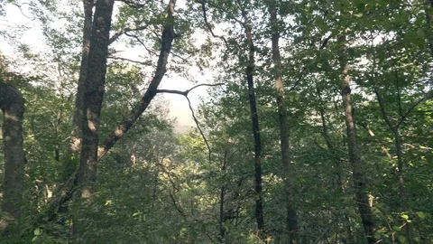 First-person view. trees in the summer forest Видео 116127083