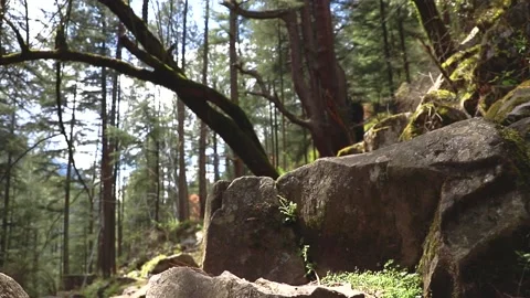 First person view - Trekking in a forest trail in a sunny day - Parvati Vídeo Stock 237511418