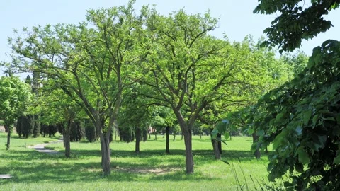 First-person view. Walk along trees along a path in a beautiful park on a sunny Stock Footage 242537802