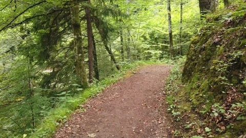 First Person view of a Walk in a Forest Stock Footage 340014970