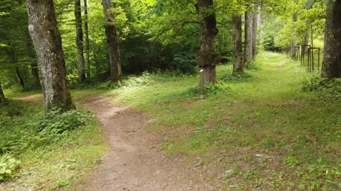 First Person view of a Walk in a Forest Stock Footage 340015093