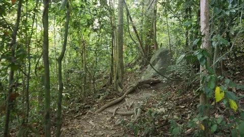 First person view of walk on jungle path. Thailand. Stock Footage 332964205