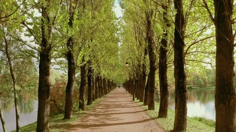 First-person view walk in the park overlooking the even trees Stock Footage 134542172