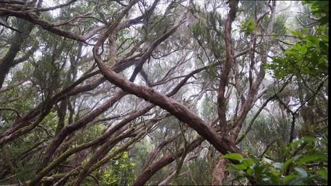 First-person view walk through the jungle thickets of the tropical tropical Video stock 98933410