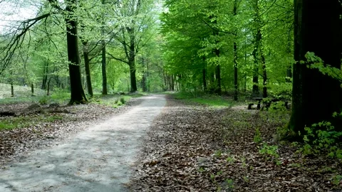 First person view walking along a forest path in spring 스톡 동영상 336594642