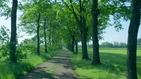 First person view walking along a tree-lined rural path Stock Footage 336903007