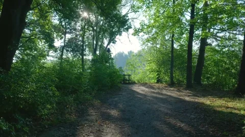 First-person view walking on a forest path with sunbeams Video stock 320812879