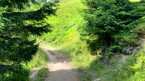 First person view walking forward by mountain trail Stock Footage 219781556
