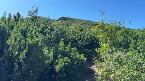 First person view walking a mountain trail through a green forest Stock Footage 318488441