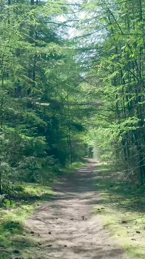 First Person View Walking On Nature Trail Through Dense Forest 库存影片 335476855