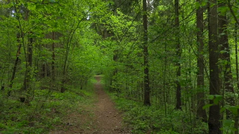 First person view of walking on path in forest, hiking among green trees Video stock 140642801