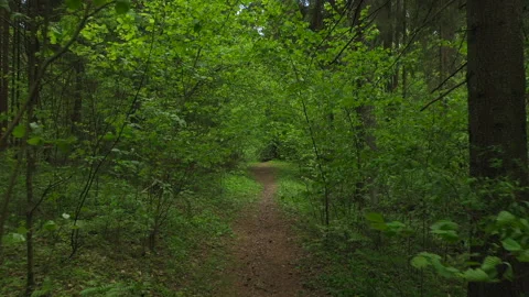 First person view of walking on path in forest, hiking among green trees Video stock 140643154