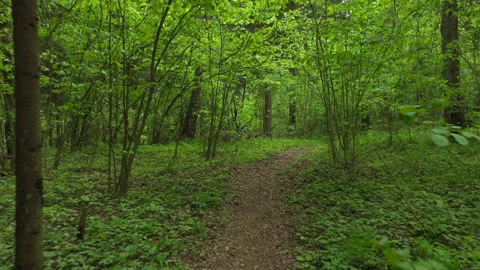 First person view of walking on path in forest, hiking among green trees Video stock 140643331