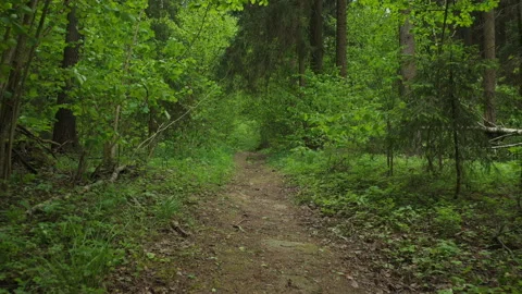 First person view of walking on path in forest, hiking among green trees Video stock 140644905