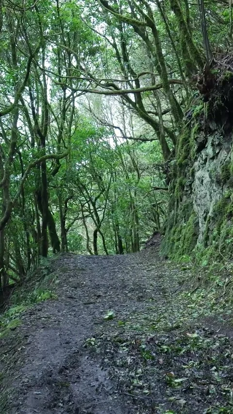 First person view walking on a path in a beautiful laurel forest Stockbeeldmateriaal 329865474