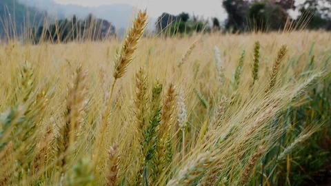First person view walking through barley field Stock Footage 87613623