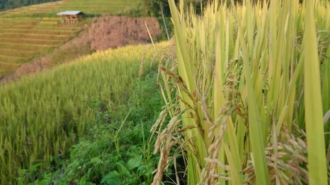 First person view walking through rice field. Stock Footage 98498918