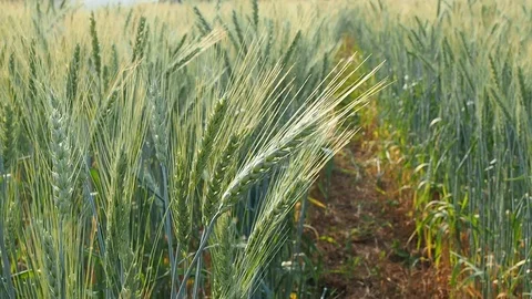 First person view walking through green barley wheat field. Stock Footage 123532900