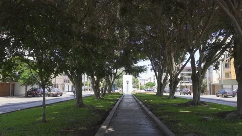 First person view walking through the middle of a park between trees Stock Footage 150676942