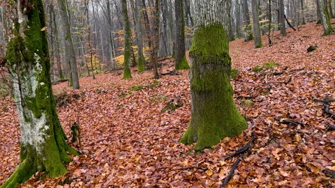 First person view, walking through a rainy autumn forest on fallen wet leaves Video stock 292442805