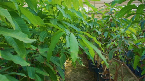 First person view of walking through lush green foliage in a mango greenhouse. Video stock 307349496