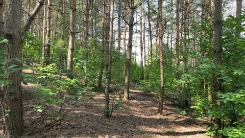First person view walking through dense pine forest with tall trees and green Stock Footage 316147182