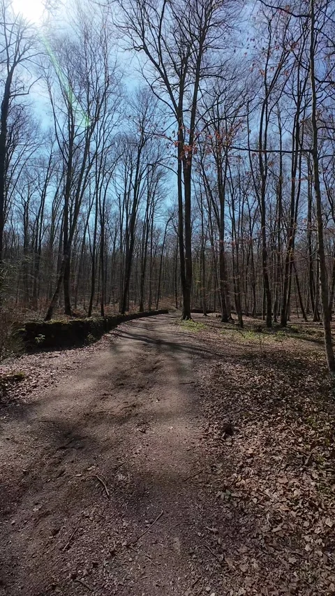 First person view walking through La Fageda d'en Jorda beech forest path Stock Footage 332429216