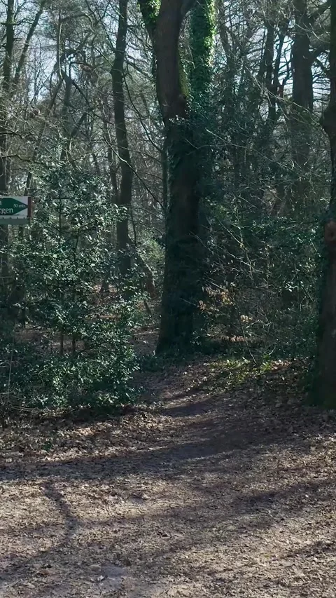 First person view walking through a beautiful sunny forest path 库存影片 334422855